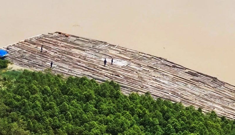 Penampakan Ribuan Kayu Ilegal Mengapung di Sungai Mahakam Kalimantan Timur (foto/Istimewa)