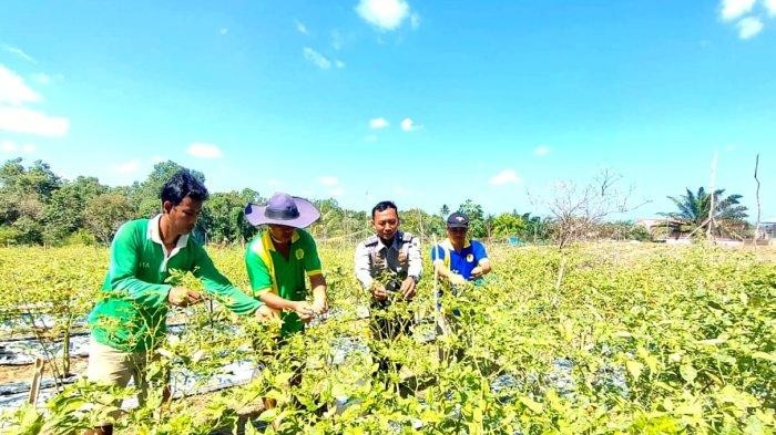 Rutan kelas IIB Tanah Grogot memang memberikan ruang yang luas bagi para napi untuk mengembangkann minatnya. Termasuk bila ingin Bertani atau berkebun.